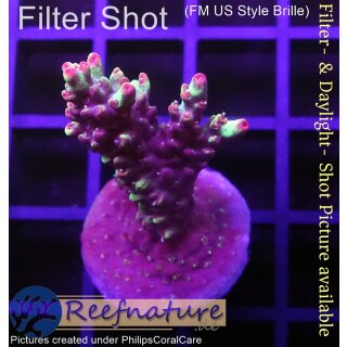 4C1-2 WYSIWYG - Acropora strawberry shortcake Höhe 42mm