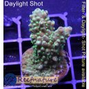 4C1-2 WYSIWYG - Acropora humilis grün Höhe 42mm