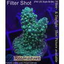 4C1-2 WYSIWYG - Acropora humilis grün Höhe 42mm