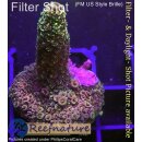 4C1-2 WYSIWYG - Acropora millepora sp. Höhe 46mm