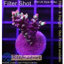 4C1-2 WYSIWYG - Acropora strawberry shortcake Höhe 42mm