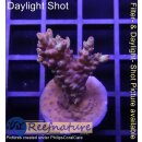 4C1-2 WYSIWYG - Acropora strawberry shortcake Höhe 42mm