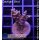4C1-2 WYSIWYG - Acropora strawberry shortcake Höhe 42mm