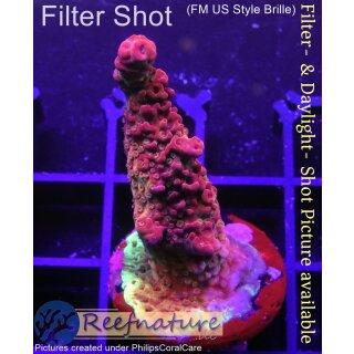 4C1-3 WYSIWYG - Acropora medusa Red Höhe 44mm