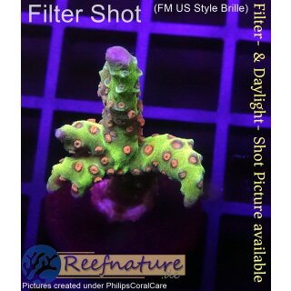 4C1-3 WYSIWYG - Anacropora golden Rod Höhe 35mm