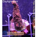 4C1-3 WYSIWYG - Acropora pikachu Höhe 30mm