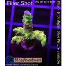 4C1-3 WYSIWYG - Anacropora golden Rod Höhe 35mm