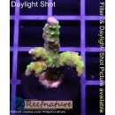 4C1-3 WYSIWYG - Anacropora golden Rod Höhe 35mm