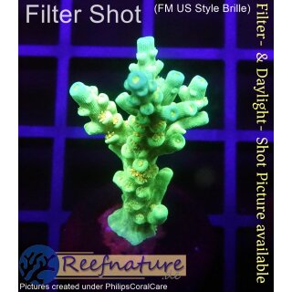 4C1-4 WYSIWYG - Acropora batunai Höhe 41mm