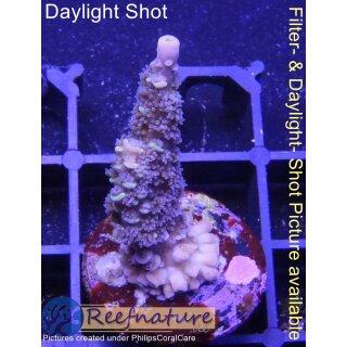 4C1-4 WYSIWYG - Acropora sp. Höhe 39mm