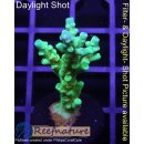 4C1-4 WYSIWYG - Acropora batunai Höhe 41mm