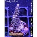 4C1-4 WYSIWYG - Acropora sp. Höhe 39mm