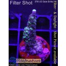 4C1-4 WYSIWYG - Acropora sp. Höhe 39mm