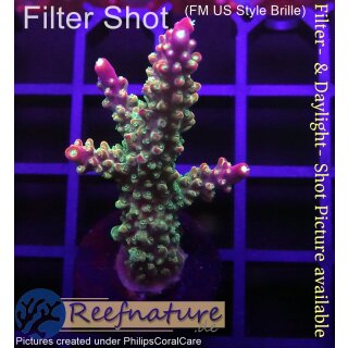4C1-5 WYSIWYG - Acropora sp. Höhe 51mm