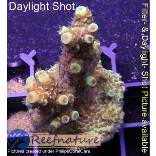 4C1-5 WYSIWYG - Acropora spathulatata gelb Höhe 44mm