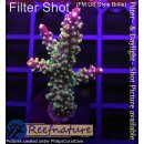 4C1-5 WYSIWYG - Acropora sp. Höhe 51mm