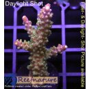 4C1-5 WYSIWYG - Acropora sp. Höhe 51mm