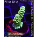 4C1-5 WYSIWYG - Acropora WD/Florida Höhe 30mm