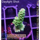 4C1-5 WYSIWYG - Acropora WD/Florida Höhe 30mm