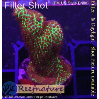 4C1-6 WYSIWYG - Acropora millepora Gelb  (Indonesien) Höhe 36mm