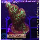 4C1-6 WYSIWYG - Acropora millepora Gelb  (Indonesien) Höhe 36mm