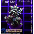 4C1-6 WYSIWYG - Acropora strawberry shortcake, Höhe...