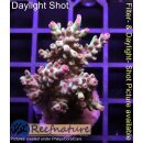 4C1-6 WYSIWYG - Acropora strawberry shortcake, Höhe...