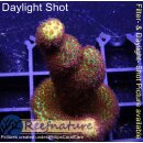 4C1-6 WYSIWYG - Porites Grinch Höhe 47mm