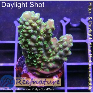 4C1-7 WYSIWYG - Acropora humilis Grün Höhe 40mm