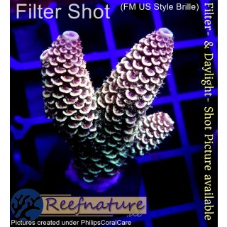 4C1-7 WYSIWYG - Acropora spathulata Höhe 46mm