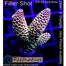 4C1-7 WYSIWYG - Acropora spathulata Höhe 46mm