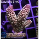 4C1-7 WYSIWYG - Acropora spathulata Höhe 46mm