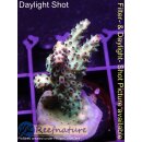 4C1-7 WYSIWYG - Acropora summertime Höhe 33mm