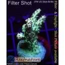 4C1-7 WYSIWYG - Acropora summertime Höhe 33mm