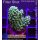 4C1-7 WYSIWYG - Acropora latistella (Indonesien) Höhe 34mm