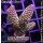 4C1-7 WYSIWYG - Acropora spathulata Höhe 46mm