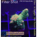 4C1-8 WYSIWYG - Acropora millepora, Höhe 33mm