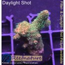 4C1-8 WYSIWYG - Acropora millepora, Höhe 33mm