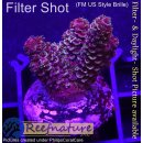 4C1-8 WYSIWYG - Acropora spathulata, Höhe 32mm