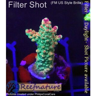 4C2-1 WYSIWYG - Acropora sp. Höhe 34mm