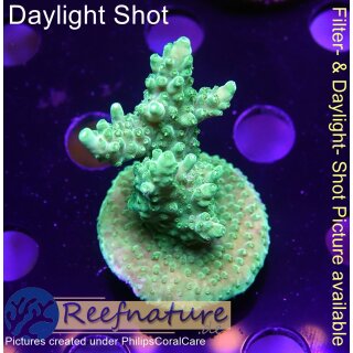 4C2-1 WYSIWYG - Acropora sp. Table, Höhe  43mm