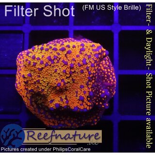 4C2-1 WYSIWYG - Montipora Crazy T