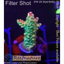 4C2-1 WYSIWYG - Acropora sp. Höhe 34mm