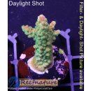 4C2-1 WYSIWYG - Acropora sp. Höhe 34mm