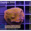 4C2-1 WYSIWYG - Montipora Crazy T