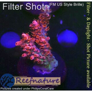 4C2-2 WYSIWYG - Acropora red Planet Höhe 35mm