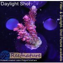 4C2-2 WYSIWYG - Acropora red Planet Höhe 35mm