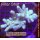 5M1-6 WYSIWYG -  Sinularia sp. Gelb large