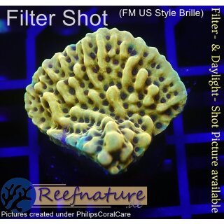 4A3-2 WYSIWYG - Montipora crazy T