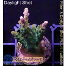 4A2-3 WYSIWYG - Goniopora purple